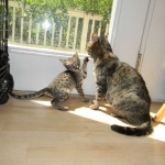 Kima, F-2 Savannah female