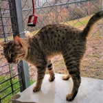 Savannah, Male  dob