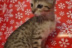 Savannh F-7SBT Male #2 DOB 10-26-21