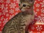 Savannh F-7SBT Male #2 DOB 10-26-21