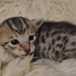 Savannah F-7SBT Male DOB 10/26/21