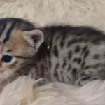 Savannah F-7SBT Male DOB 10/26/21