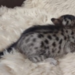 Savannah F-7SBT Male DOB 10/26/21