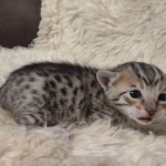 Savannah F-7SBT Male DOB 10/26/21