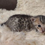 Savannah F-7SBT Male DOB 10/26/21