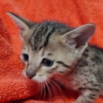 Savannah F-7SBT Male DOB 10/26/21