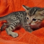 Savannah F-7SBT Male DOB 10/26/21