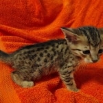 Savannah F-7SBT Male DOB 10/26/21