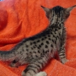 Savannah F-7SBT Male DOB 10/26/21