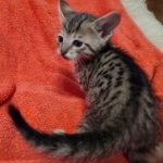 Savannah F-7SBT Male DOB 10/26/21