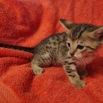 Savannah F-7SBT Male DOB 10/26/21