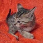 Savannah F-7SBT Male DOB 10/26/21