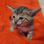 Savannah F-7SBT Male DOB 10/26/21