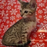 Savannah F-7SBT Male DOB 10/26/21