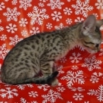 Savannah F-7SBT Male DOB 10/26/21