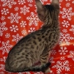 Savannah F-7SBT Male DOB 10/26/21