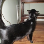 Scooter, F-6A, savannah, female