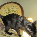 Scooter, F-6A, savannah, female