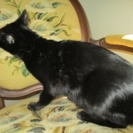 Scooter, F-6A, savannah, female