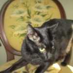 Scooter, F-6A, savannah, female