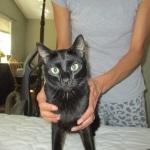 Scooter, F-6A, savannah, female