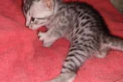 Seti Egyptian Mau Silver Male DOB 2/27/21