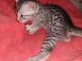 Seti Egyptian Mau Silver Male DOB 2/27/21