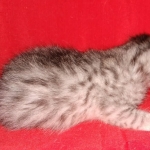 Seti silver Egyptian Mau male DOB 2-27-21