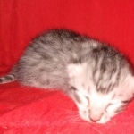 Seti silver Egyptian Mau male DOB 2-27-21