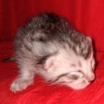 Seti silver Egyptian Mau male DOB 2-27-21