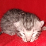 Seti silver Egyptian Mau male DOB 2-27-21