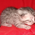 Seti silver Egyptian Mau male DOB 2-27-21