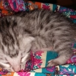 Seti silver Egyptian Mau male DOB 2-27-21