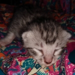 Seti silver Egyptian Mau male DOB 2-27-21