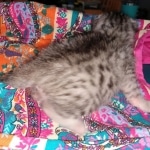 Seti silver Egyptian Mau male DOB 2-27-21