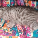 Seti silver Egyptian Mau male DOB 2-27-21