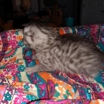 Seti silver Egyptian Mau male DOB 2-27-21