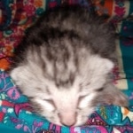 Seti silver Egyptian Mau male DOB 2-27-21