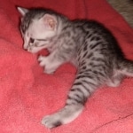 Seti silver Egyptian Mau male DOB 2-27-21