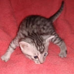 Seti silver Egyptian Mau male DOB 2-27-21