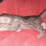 Seti silver Egyptian Mau male DOB 2-27-21