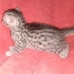 Seti silver Egyptian Mau male DOB 2-27-21