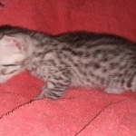 Seti silver Egyptian Mau male DOB 2-27-21
