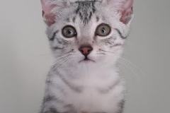 Elsa Anastasia Silver Egyptian Mau Female #1 DOB 9-11-15