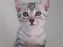 Elsa Anastasia Silver Egyptian Mau Female #1 DOB 9-11-15