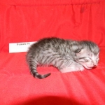 Egyptian Mau silver female DOB 9-11-15
