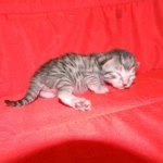 Egyptian Mau silver female DOB 9-11-15