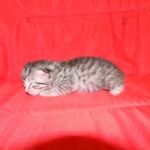 Egyptian Mau silver female DOB 9-11-15