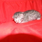 Egyptian Mau silver female DOB 9-11-15