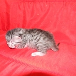 Egyptian Mau silver female DOB 9-11-15